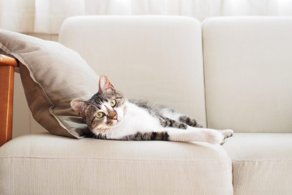 Kedili Ev İçin Koltuk Kumaşı Seçimleri