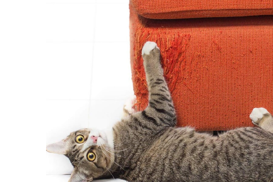 Kedi Tirmalamasina Karsi Kumas Secimleri Koltuk Doseme Koltuk Tamir Koltuk Yuz Degisimi Koltuk Kaplama